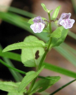 Scutellaria